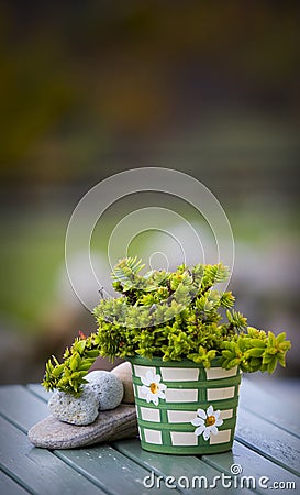 Pot with green plant.GN