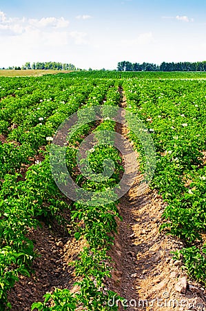 Potato field