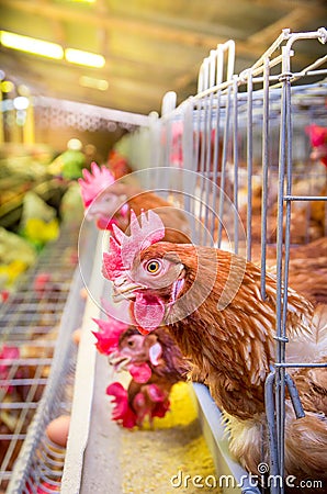 Poultry farm hens and eggs, aviary