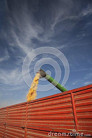 Pouring corn maize seeds