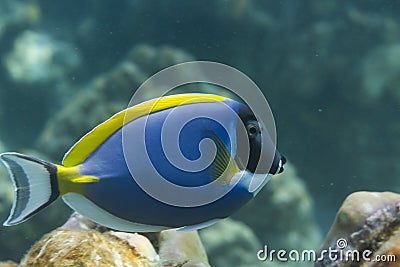 Powder blue tang (Acanthurus leucosternon) in Andaman sea, Thail