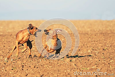 Powerful dogs playing