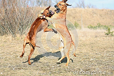 Powerful dogs playing