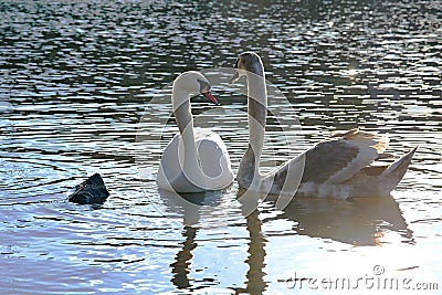 Prague white swans on the Vltava river