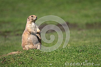 Prairie dog