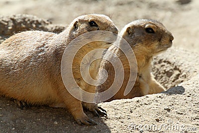 Prairie Dog