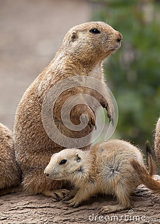 Prairie Dog with baby
