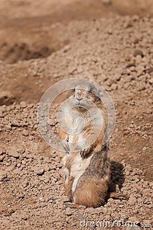 Prairie Dog Blends with Background