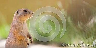 Prairie dog with colourful background