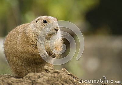 Prairie Dog