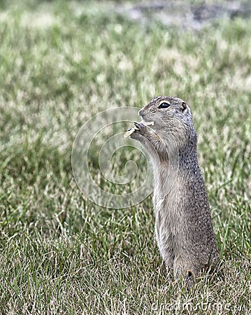 Prairie dog eating a potato chip