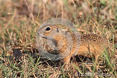 Prairie dog in the grass