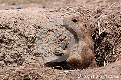 Prairie Dog in Hole