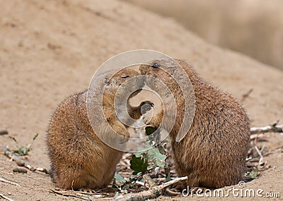 Prairie dog