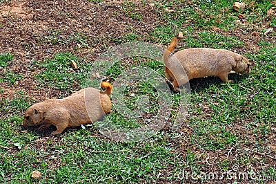 Prairie dog rodents feeding on grass