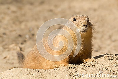 Prairie dog in the sand
