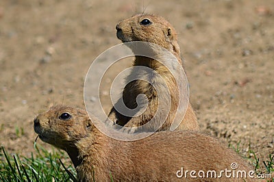 Prairie dogs