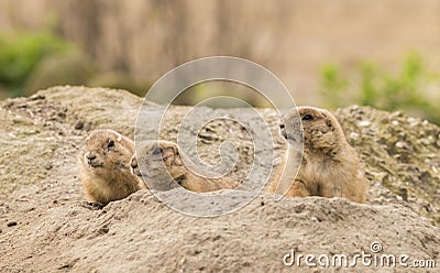 Prairie dogs