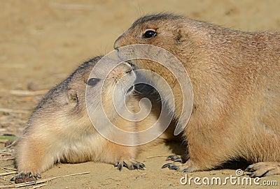 Prairie Dogs kissing