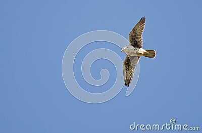 Prairie Falcon Flying in a Blue Sky