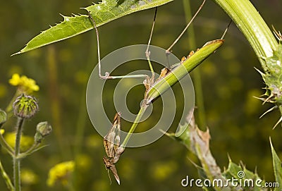 Praying Mantis