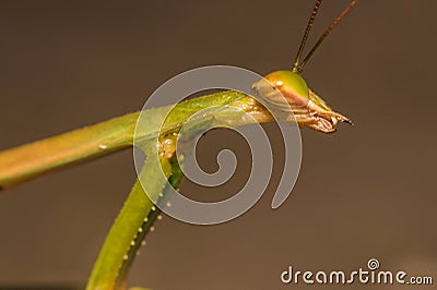 Praying mantis