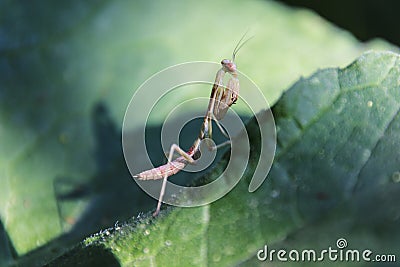 Praying Mantis and its Shadow