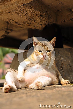 Pregnant Female Wild Cat with Mad Face