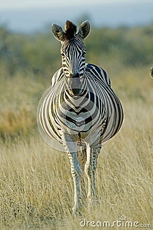 zebra stock photography image 16923492 vertical business cards