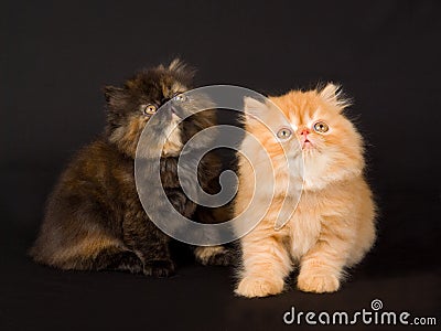 Pretty cute Persian kittens on black background