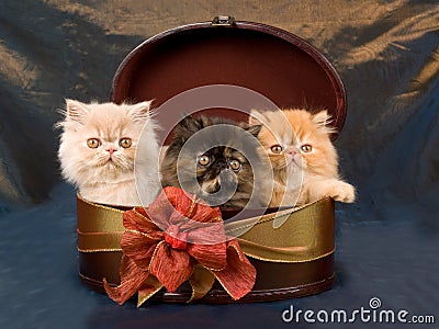 Pretty cute Persian kittens in gift box