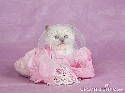 Pretty cute Ragdoll kitten on pink background