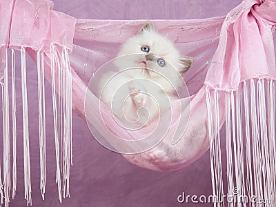 Pretty cute Ragdoll kitten in pink hammock