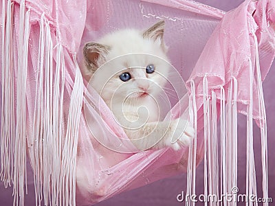 Pretty cute Ragdoll kitten in pink hammock