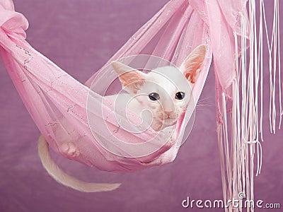 Pink Kitten Hammock 25