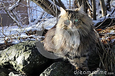 A pretty Norwegian Forest Cat