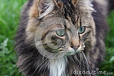 A pretty Norwegian Forest Cat