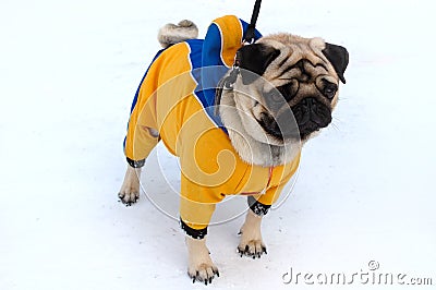 Pretty pug-dog in winter outerwear.