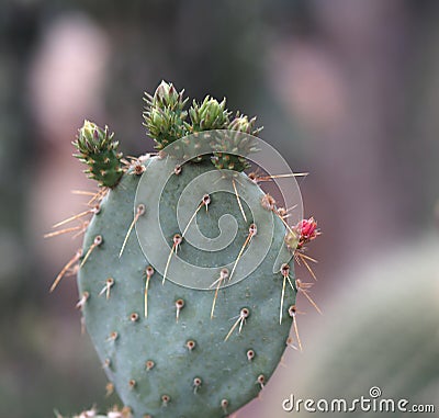 Prickly Pear Cactus