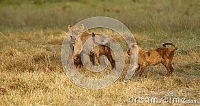 Pride of Lion cubs
