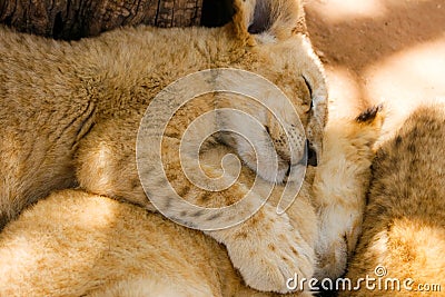 Pride of lion cubs sleeping