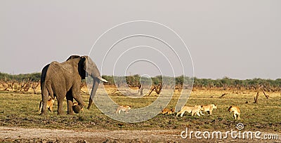 Pride of Lion cubs stand off with big bull elephant