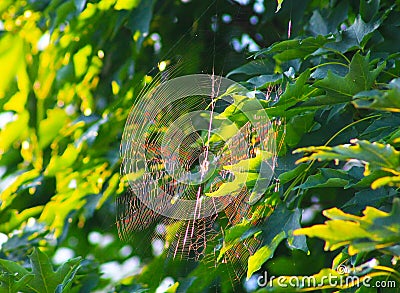 Prism Spider Web