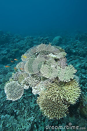 Pristine hard coral formation.