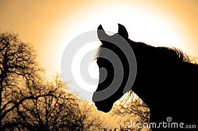 Profile of a beautiful Arabian horse