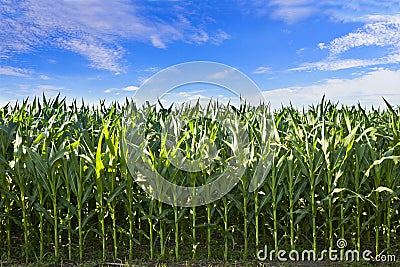 Profile of corn crop