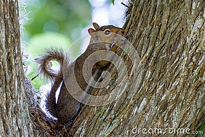 Profile of a Cute Eastern Gray Squirrel with Curled Tail in Texas.