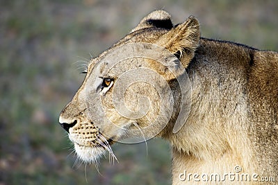 Profile of Female Lion