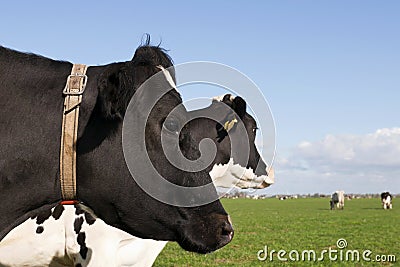 Profile of a holstein cow head