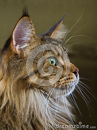 Profile portrait of Maine Coon cat
